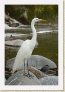 DSC_4335 Great Egret * 354 x 534 * (138KB)